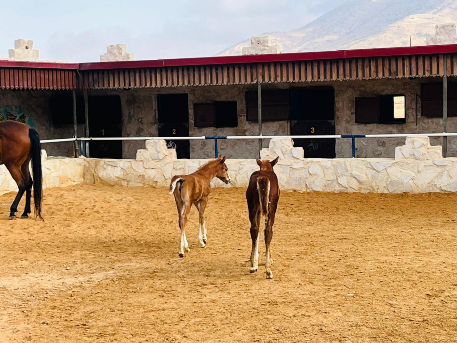 瓦迪穆萨Petra Royal Ranch住宿加早餐旅馆 外观 照片